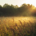 Sonnenaufgang, Wiese und Hecken