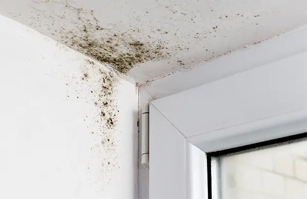 Beratung bei Feuchtigkeit und Schimmel in der Wohnung
